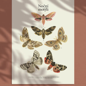 A3 moth poster