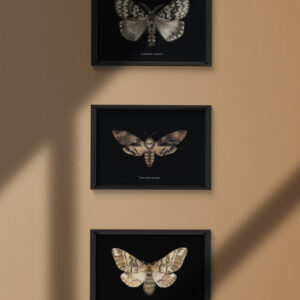 A4 moth poster