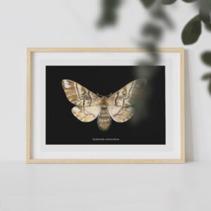 A4 moth dark poster