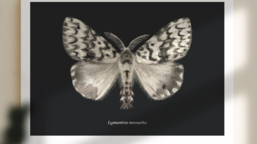 kristyna-klaban-gregorova_poster_moth_illustration