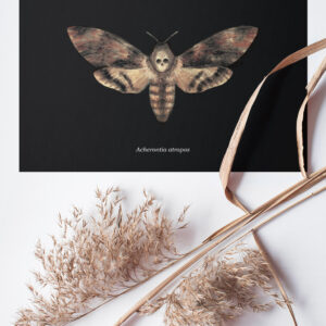 A4 moth dark poster