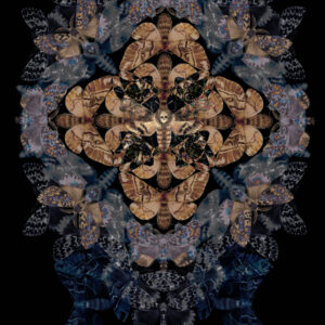 The Moth Kaleidoscope